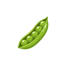 Snow Peas | Spring Vegetables Names