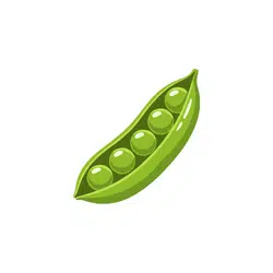 Snow Peas | Spring Vegetables Names