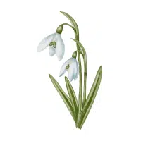 Snowdrop | Forest Flowers Names