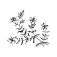 Soapwort | Medicinal Flowers Names
