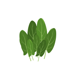 Sorrel
