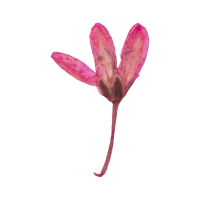 Speedwell | Mountain Flowers Names