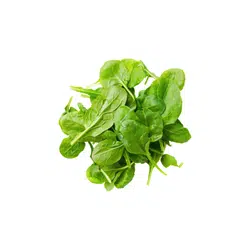 Spinach | Spring Vegetables Names