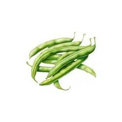 Broad Beans