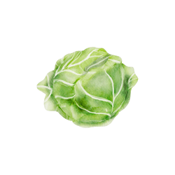 Spring Cabbage