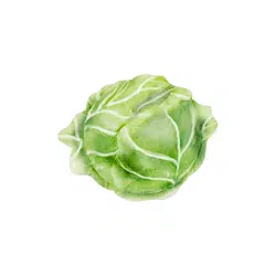 Spring Cabbage