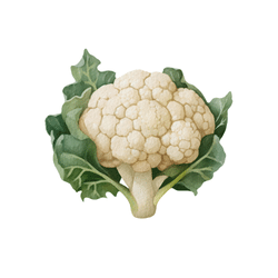 Spring Cauliflower