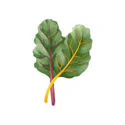 Spring Chard | Spring Vegetables Names