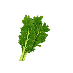 Spring Kale | Spring Vegetables Names