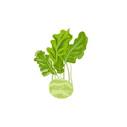 Spring Kohlrabi | Spring Vegetables Names