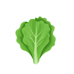 Spring Lettuce