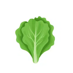 Spring Lettuce