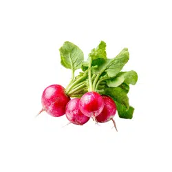 Spring Radishes