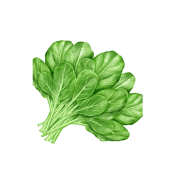 Spring Spinach