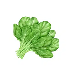 Spring Spinach