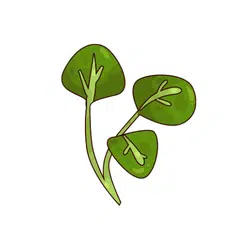 Spring Watercress | Spring Vegetables Names