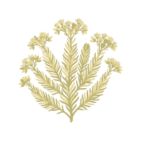 Stonecrop | Mountain Flowers Names
