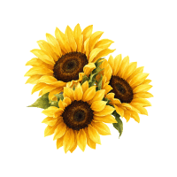 Sunflower | Edible Flowers Names