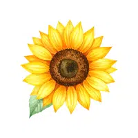 Sunflower | Forest Flowers Names