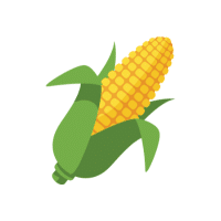 Sweet Corn | Tropical Vegetables Names