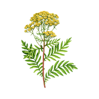 Tansy | Medicinal Flowers Names