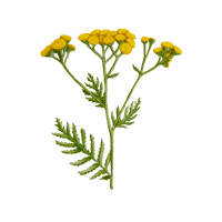 Tansy | Mountain Flowers Names