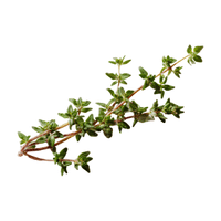 Thyme | Medicinal Flowers Names