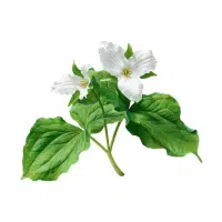 Trillium | Forest Flowers Names