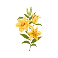 Trout Lily | Forest Flowers Names