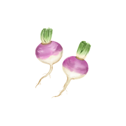 Turnips | Spring Vegetables Names