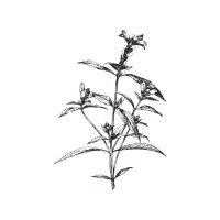 Turtlehead | Forest Flowers Names