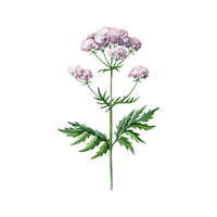 Valerian | Medicinal Flowers Names