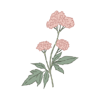 Valerian | Mountain Flowers Names