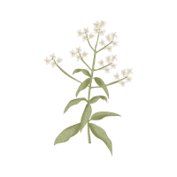 Verbena | Edible Flowers Names