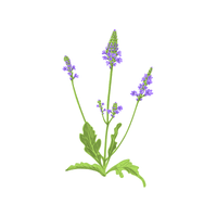 Vervain | Medicinal Flowers Names