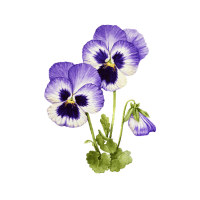 Violet | Mountain Flowers Names