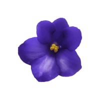 Violet | Edible Flowers Names
