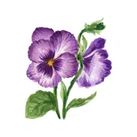 Violet | Forest Flowers Names