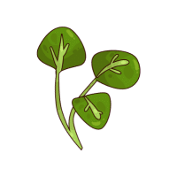Watercress | Tropical Vegetables Names