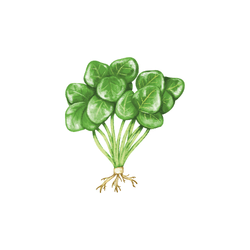 Watercress | Spring Vegetables Names