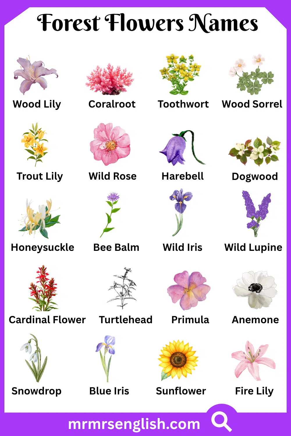 Wild Forest Flowers Names with Pictures