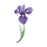 Wild Iris | Forest Flowers Names
