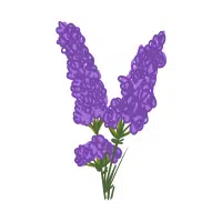 Wild Lupine | Forest Flowers Names