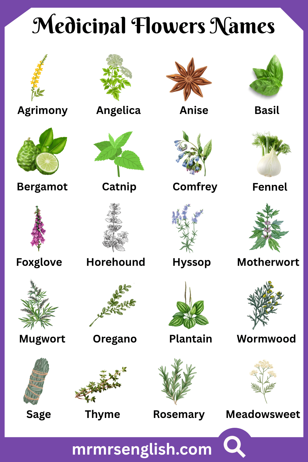 Wild Medicinal Flowers Names with Pictures
