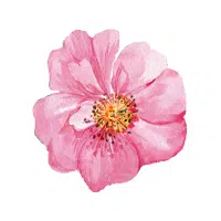 Wild Rose | Forest Flowers Names