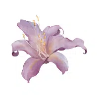 Wood Lily | Forest Flowers Names