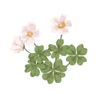 Wood Sorrel | Forest Flowers Names