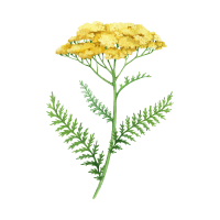 Yarrow | Mountain Flowers Names