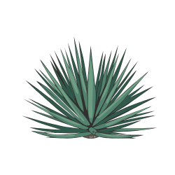Agave | Desert Vegetables Names in English