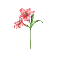 Alstroemeria